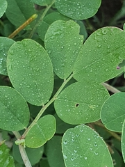 Indigofera schimperi