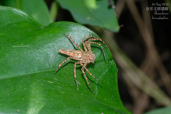 Hamadruas hieroglyphica