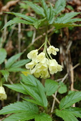 Cardamine enneaphyllos