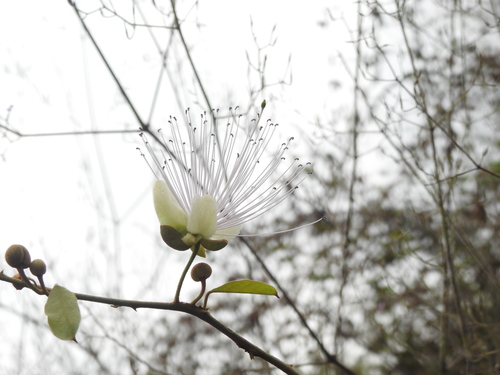 Image of Capparis zeylanica by (c) Hopeland, some rights reserved (CC BY)