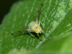 Craspedoxantha vernoniae