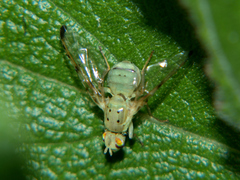 Craspedoxantha vernoniae