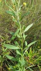 Helenium autumnale autumnale
