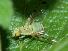 Craspedoxantha vernoniae