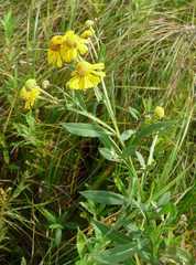 Helenium autumnale autumnale