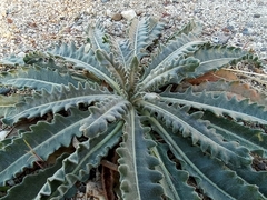 Mentzelia laevicaulis