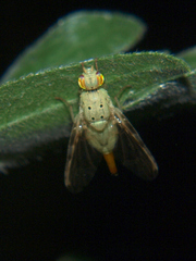 Craspedoxantha vernoniae