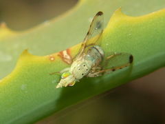 Craspedoxantha vernoniae