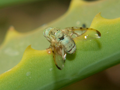 Craspedoxantha vernoniae