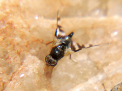 Sphaeniscus sexmaculatus