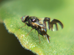 Sphaeniscus sexmaculatus