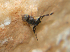 Sphaeniscus sexmaculatus