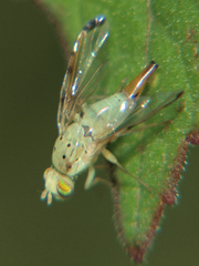 Craspedoxantha vernoniae