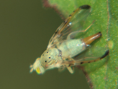 Craspedoxantha vernoniae