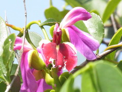 Canavalia bonariensis