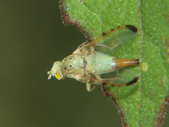 Craspedoxantha vernoniae