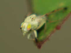 Craspedoxantha vernoniae