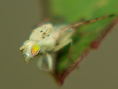 Craspedoxantha vernoniae