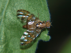 Ceratitis aliena