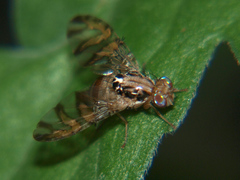 Ceratitis aliena