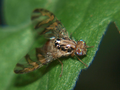 Ceratitis aliena