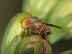 Campiglossa plantaginis