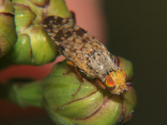 Campiglossa plantaginis