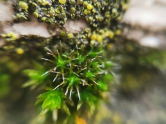 Orthotrichum diaphanum