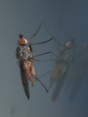 Tephrochlamys rufiventris