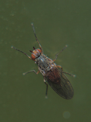 Tephrochlamys rufiventris