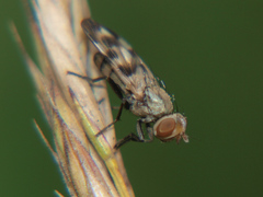 Melieria picta