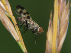 Melieria picta