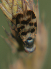 Melieria picta