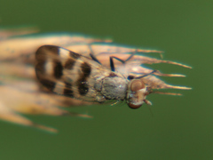 Melieria picta
