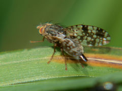 Tephritis ruralis