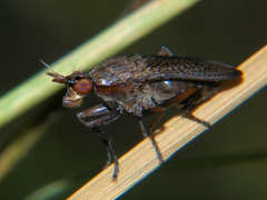 Coremacera marginata
