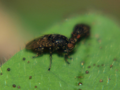 Poecilosomella