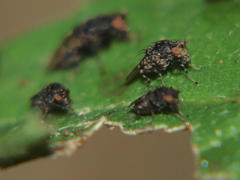 Poecilosomella