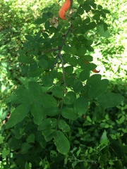 Chadsia coluteifolia image