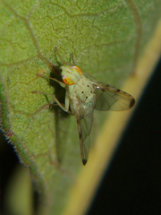 Craspedoxantha vernoniae