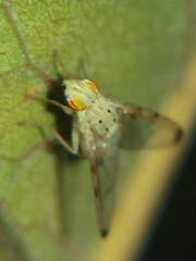 Craspedoxantha vernoniae