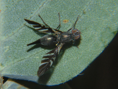 Tephraciura