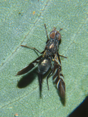 Tephraciura