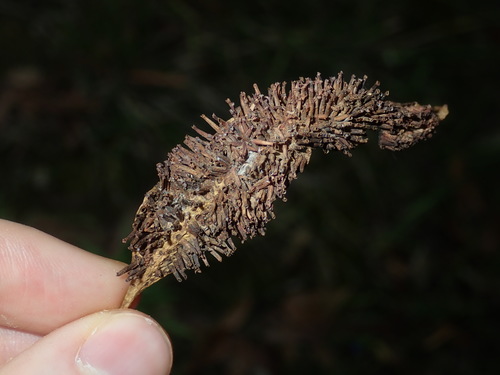 Apiomorpha karschi · iNaturalist