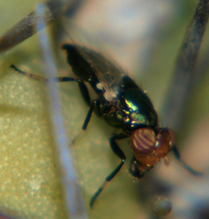Physiphora alceae