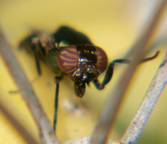 Physiphora alceae