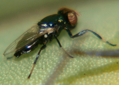Physiphora alceae