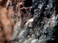 Stenolemus bituberus