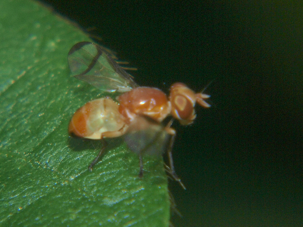 Rivellia major