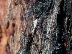 Stenolemus bituberus